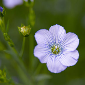 All about flax and linen