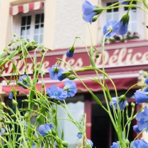 Where to buy flax and linen ?